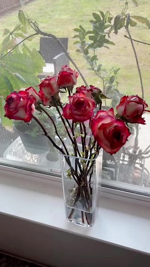 Shungite: The Healing Stone for Pure Water