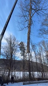 Dead Ash tree removal in one cut. | Leibrock Tree LLC