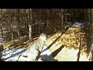 Rutland MA Wildlife Coyote and more Bobcat pooping
