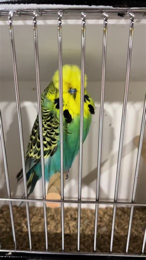 Exhibition/english budgies & crested are very unethical :( bred for their extreme features, which shorten their lifespan significantly. #officialpetgirl #budgie #budgie #englishbudgie #parakeets #parrots #cockatiels #pets #fyp #animalabuse