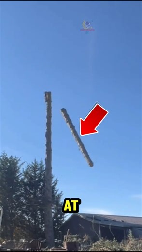 Tree Fail Gone Wrong!