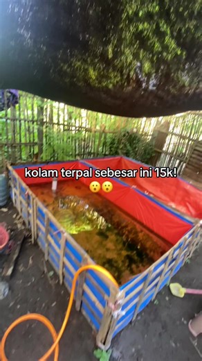 Kolam Terpal Ikan: Budidaya untuk Peternak Muda