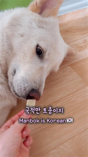 이중국적 진돗개 Dual-Citizen Jindo 🇰🇷🇪🇺