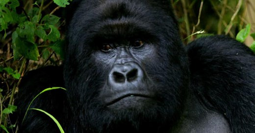 Giant pandas are no longer endangered, but great apes are