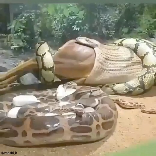 The Nature Animal on Instagram: "After a big meal like this, #snakes can go six months without eating due to their extremely low metabolism🐍 Tag someone that hates snakes😅 #natureanimal ——————————————————— follow @thenatureanimal for more🔥 found via @vahshi_ir #python #anaconda #exclusive_animals #snakesofinstagram #reptilesofinstagram #pythonsofinstagram #constrictor #snakesofig #rainbowpython #northernwhitelippedpython #snek #colorful #reptiles #coldblooded #treepython #wildlifelover #ig_an