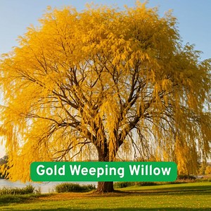 5 Gold Weeping Willow Tree Cuttings to Grow, Ideal for Bonsai or Garden Landscaping - Etsy
