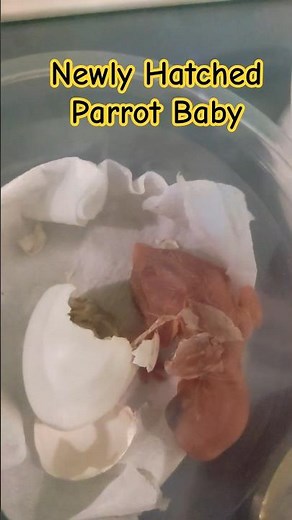 Newly Hatched Parrot Baby| Parrots Baby Hatching For Egg #reels