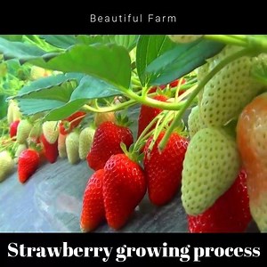 10K views · 82 reactions | Beautiful Farm - Strawberry Growing Process | Agri Video | Facebook