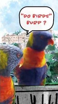 Do birds burp? 🦜🦜 #birds #cutebirds##shorts #parrot#lorikeet