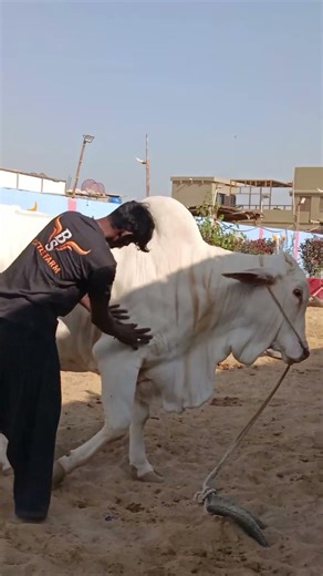 beauty of BS CATTLE Farm || maweshi mandi #cow #cattlefarm #animals #ytshorts #shorts
