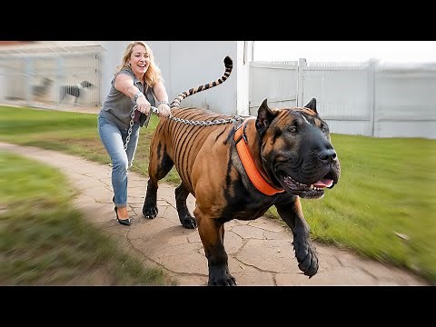 10 Scariest Dog Breeds