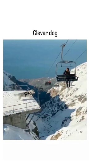 decodee.hubb on Instagram: "The post features a 34-second video montage of a police Husky dog lounging relaxedly on a ski lift with its handler amid snowy peaks and ocean views, then bounding through snow while carrying a backpack, captioned simply "Clever dog" to spotlight its poised playfulness. Jacques Muhirwa, a Rwandan crop scientist whose feed typically covers agriculture and local hashtags like #HingMAFARANGA_RWANDA, shares this lighthearted detour, blending professional identity with uni