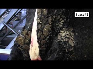 The importance of sending clean cattle to slaughter