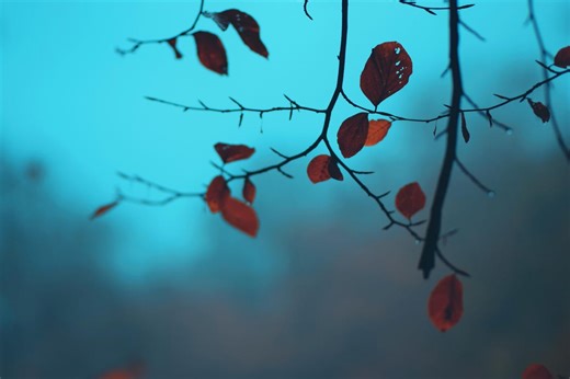 Autumn Leaves Photography - Autumn Colors, Nature Photography, Witchy Board - Digital Download - Etsy