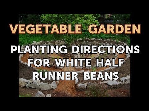 Planting Directions for White Half Runner Beans