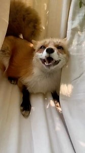 280K views · 29K reactions | I bought the foxes a new hammock to play on, but after teaching them how to use it Juniper took over and now only she’s the only one allowed to lounge. | Juniper Fox | Facebook