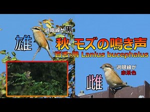 秋・モズ の 鳴き声 と 成鳥のオスメスの見分け方（百舌・鵙 Lanius bucephalus）
