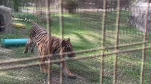 32K views · 677 reactions | Big Cat Rescue on Reels | Facebook