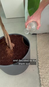 1.9K reactions · 66 shares | Elevate your home decor with easyplant's self-watering plants! 華 These low-maintenance beauties make it easy to bring a touch of nature indoors, even if you don't have the greenest thumb.  And the best part? You get all the green without the stress of traditional plant care  | easyplant | Facebook