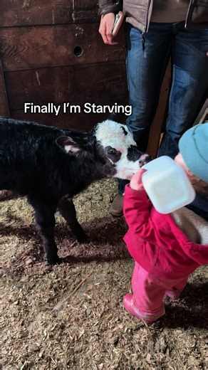 Babies feeding babies #bottlecalf #ranch #cows
