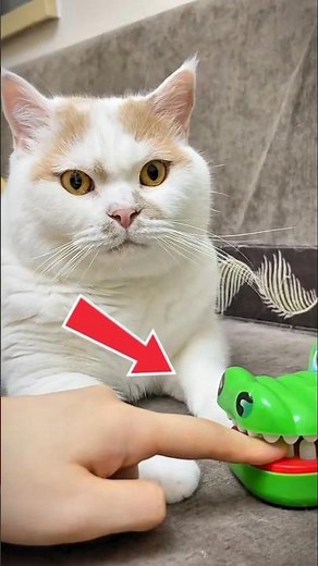 “The Cat Escaped‼️… I Didn’t 💀😂”