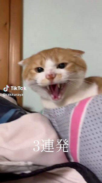 保護猫カフェでの面白いシャー！の違い