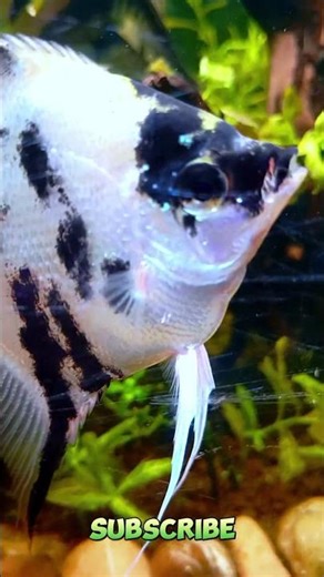 🍃🐟 Soft Green Fish Tank for Background Calm