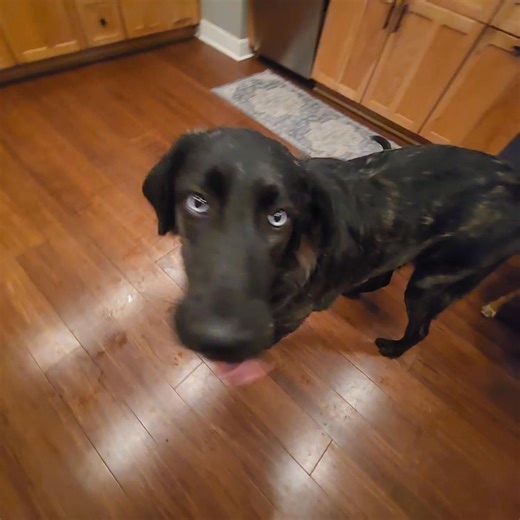 We are learning patience. The little shark struggles with it. | Dawn Adams