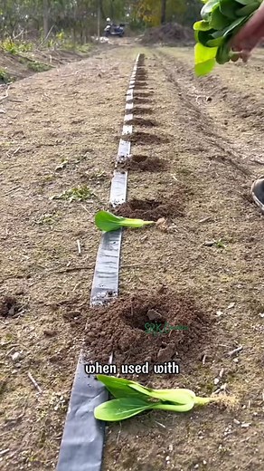 Just use the Auger Drill Bit for Planting to dig holes for vegetables | Dodo Garden