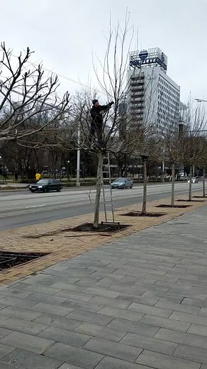 Urban Tree Climbing Techniques Explained