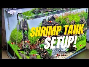 How to Setup a Shrimp Tank | Easy Shrimp Breeding Guide for beginners!