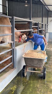 5.8K views · 71 reactions | The shepherd is feeding the cow with care, serving food in a very beautiful way #feed #takecare #bulls #reelsfb | Cow Lovers Zinzira | Facebook