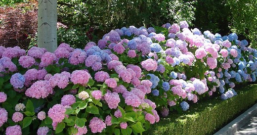 How to turn brown hydrangea leaves back to green