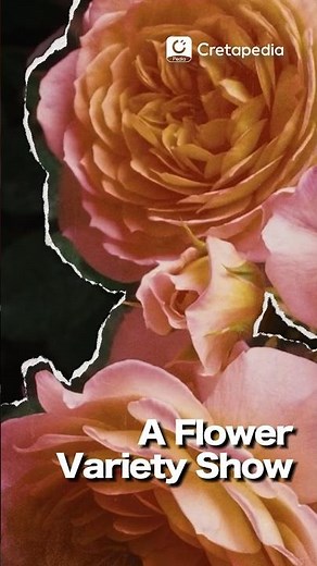 A Flower Variety Show｜Spring Blossoms #cartoon #kidsvideo