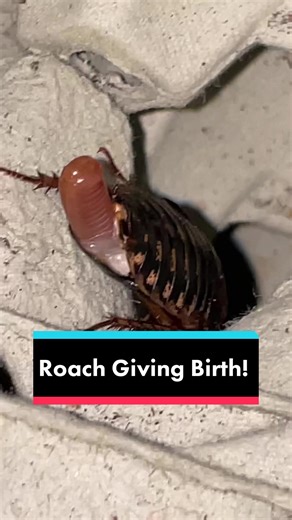 Ant Holleufer on TikTok