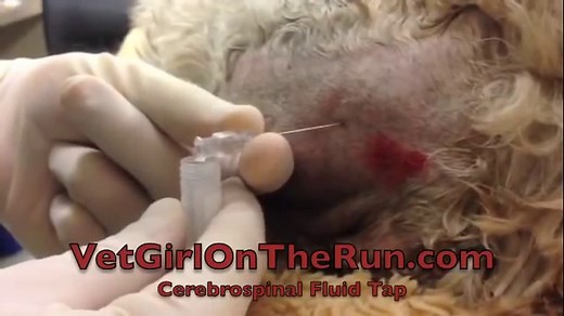 How to perform a CSF tap | VetGirl Veterinary CE Video