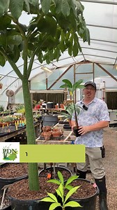 4K views · 122 reactions | Amorphophallus titanum - back in stock!...