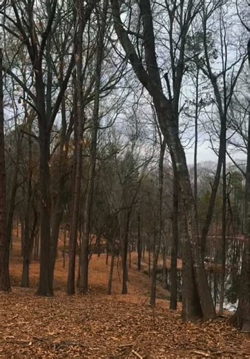 Loving this property #transition for our client 🦾🍃🪵 {Job Includes: #Underbrush #Clearing #Building a new #EquipmentShed and pad}