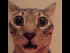 Surprised Cat (SpongeBob Sound).mp5