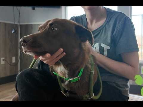 This chocolate lab mix is our Pet of the Week