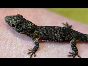 Bauer's Chameleon Gecko care guide 2025!!!🦎🦎🦎