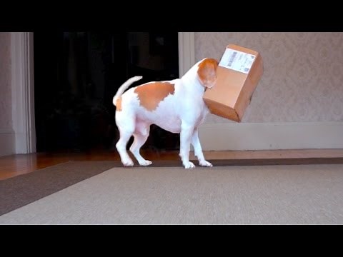 Dog vs. Weasel in Box: Funny Dog Maymo