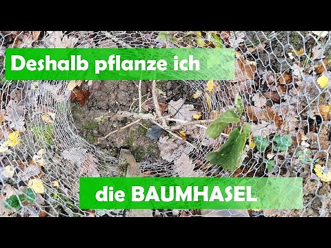 My climate forest: Why I'm betting on the hazel tree