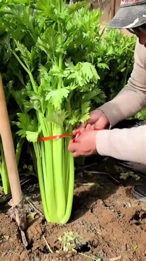 The 1-kilo Coriander That One Believed 🤯