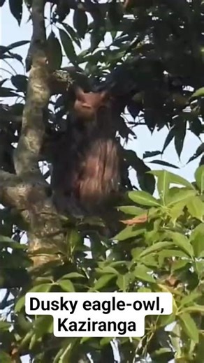Roosting dusky eagle-owl, Kaziranga
