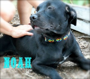 Fairfield Petco - Mikey's Mutt Adoption Event - Sept. 19-21