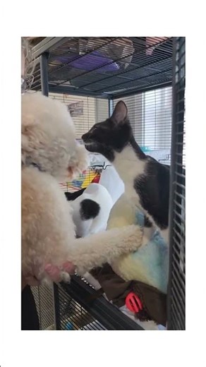 Dog vs Kitten The Introduction