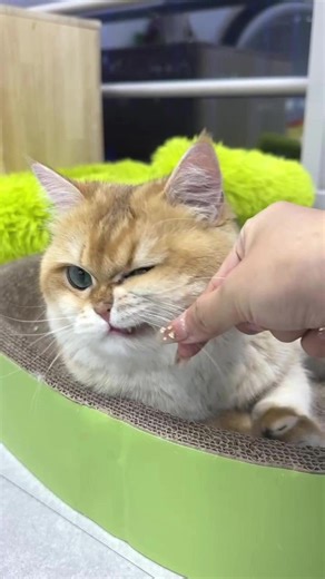 theIdealZero on Instagram: "Golden shaded & Ragdoll Cat Temper Test Pt.2: Sweet... but not that sweet #CatPersonality #RagdollCat #CatTest #goldenshaded #FunnyCats"