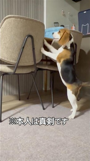 【諦めない】絶対に届くと思ってるビーグル。#ビーグル #shorts #食い意地