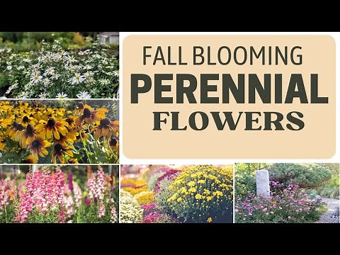 Fall Season Flowering Plants | All season perennials | Best Perennials For Summer To Fall blooming